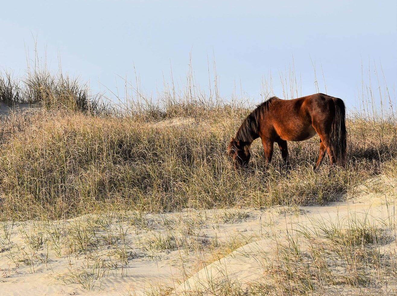 The Horses in Winter, and Rain