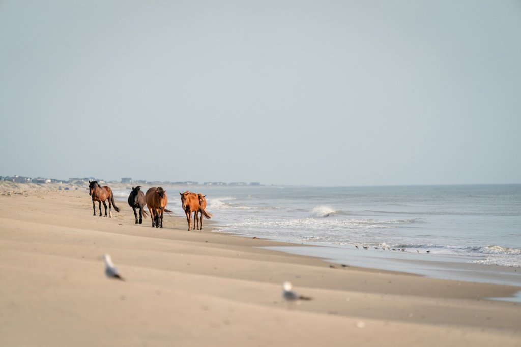 Horse walking beach blog image