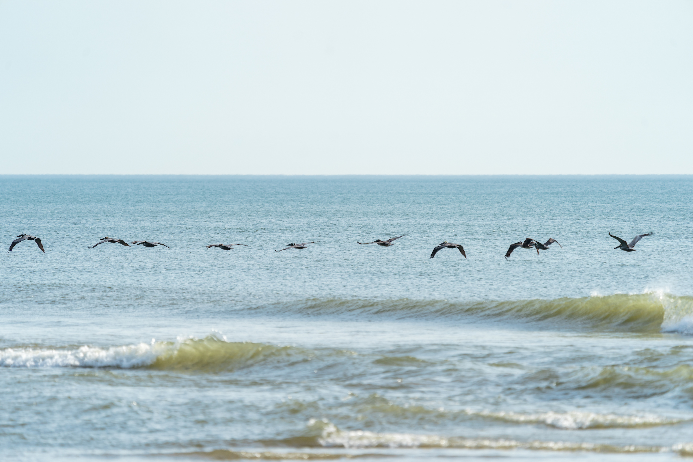 birds flying over the ocean