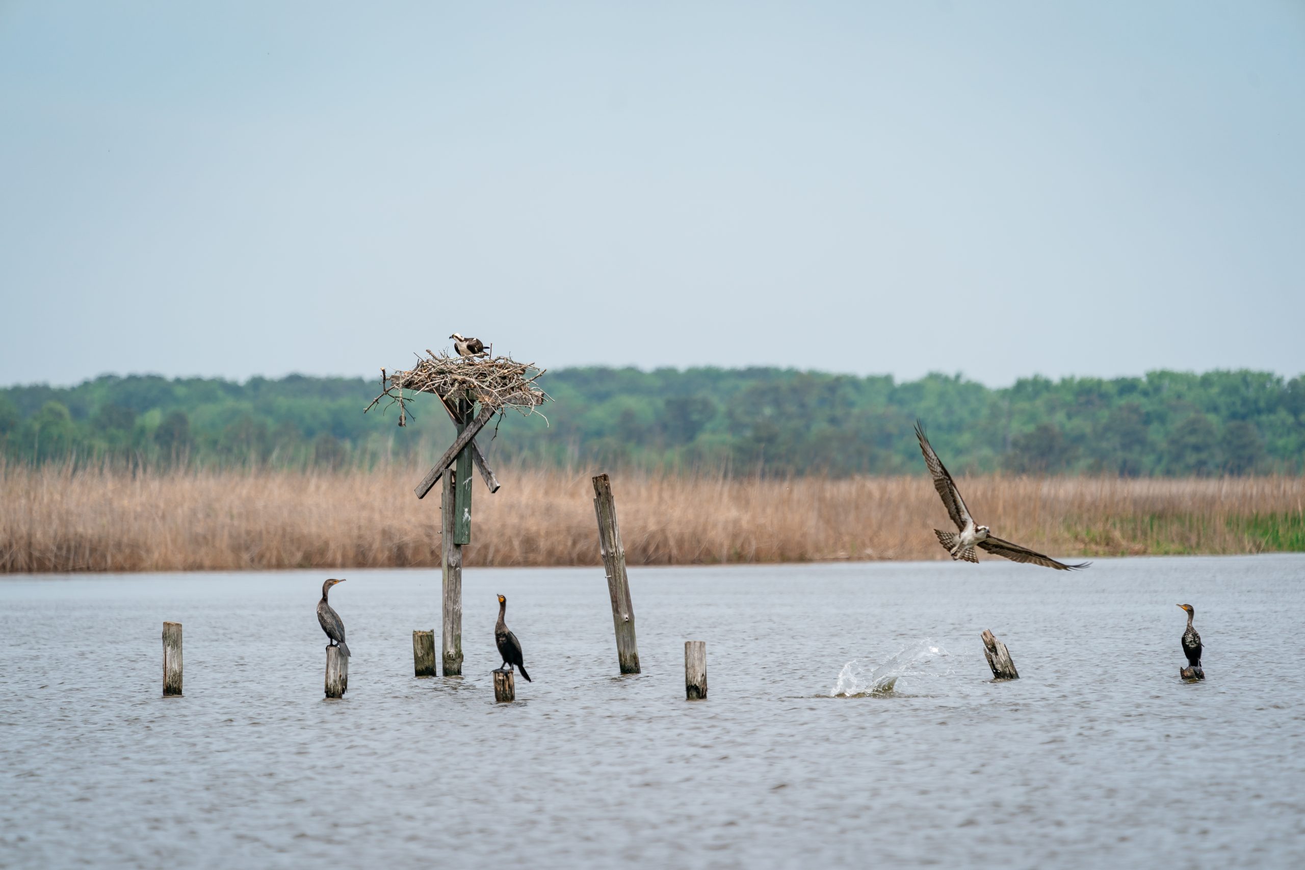 Make It Your Nature on the Outer Banks