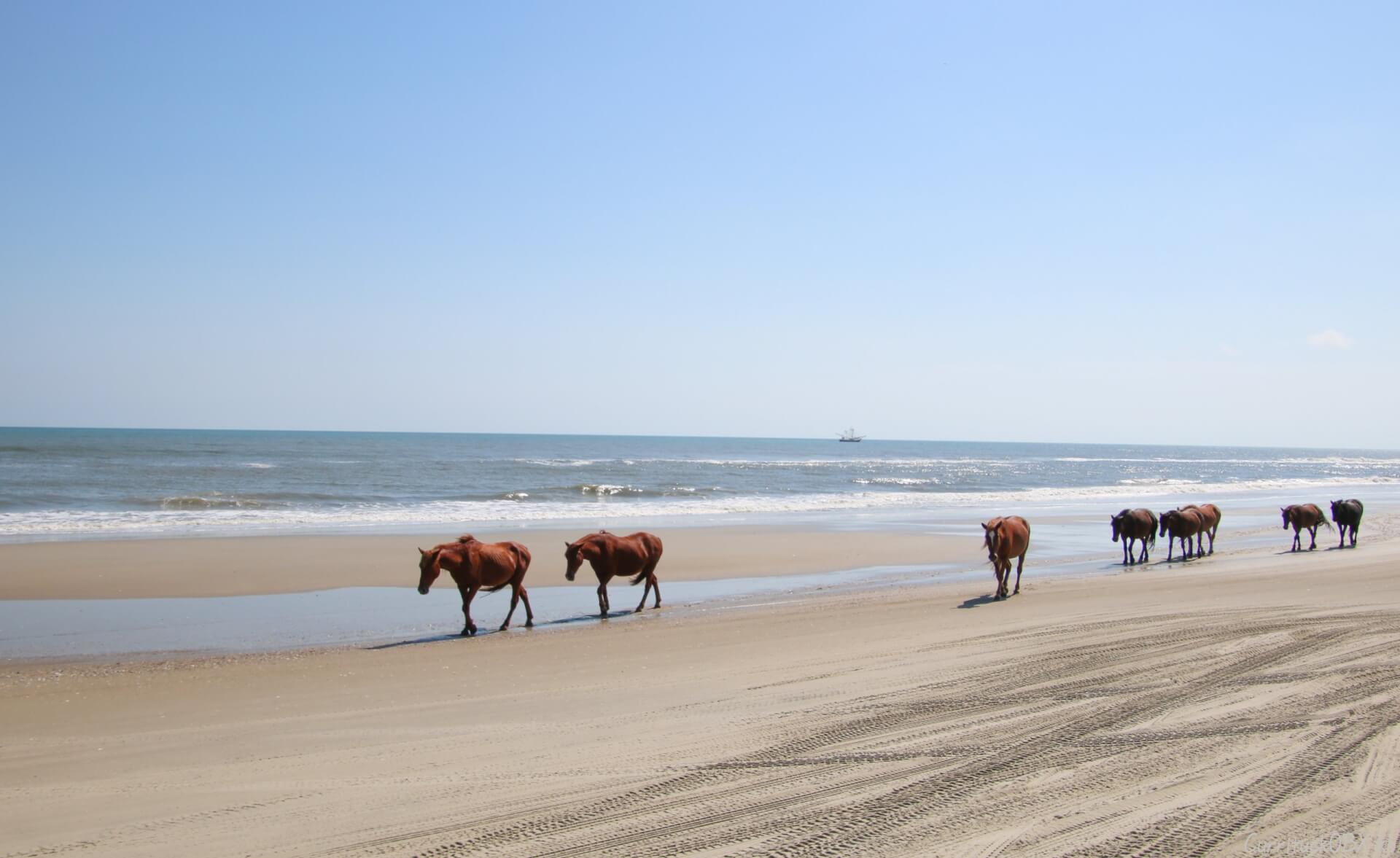 The Corolla Wild Horses: 12 Things You May Not Know