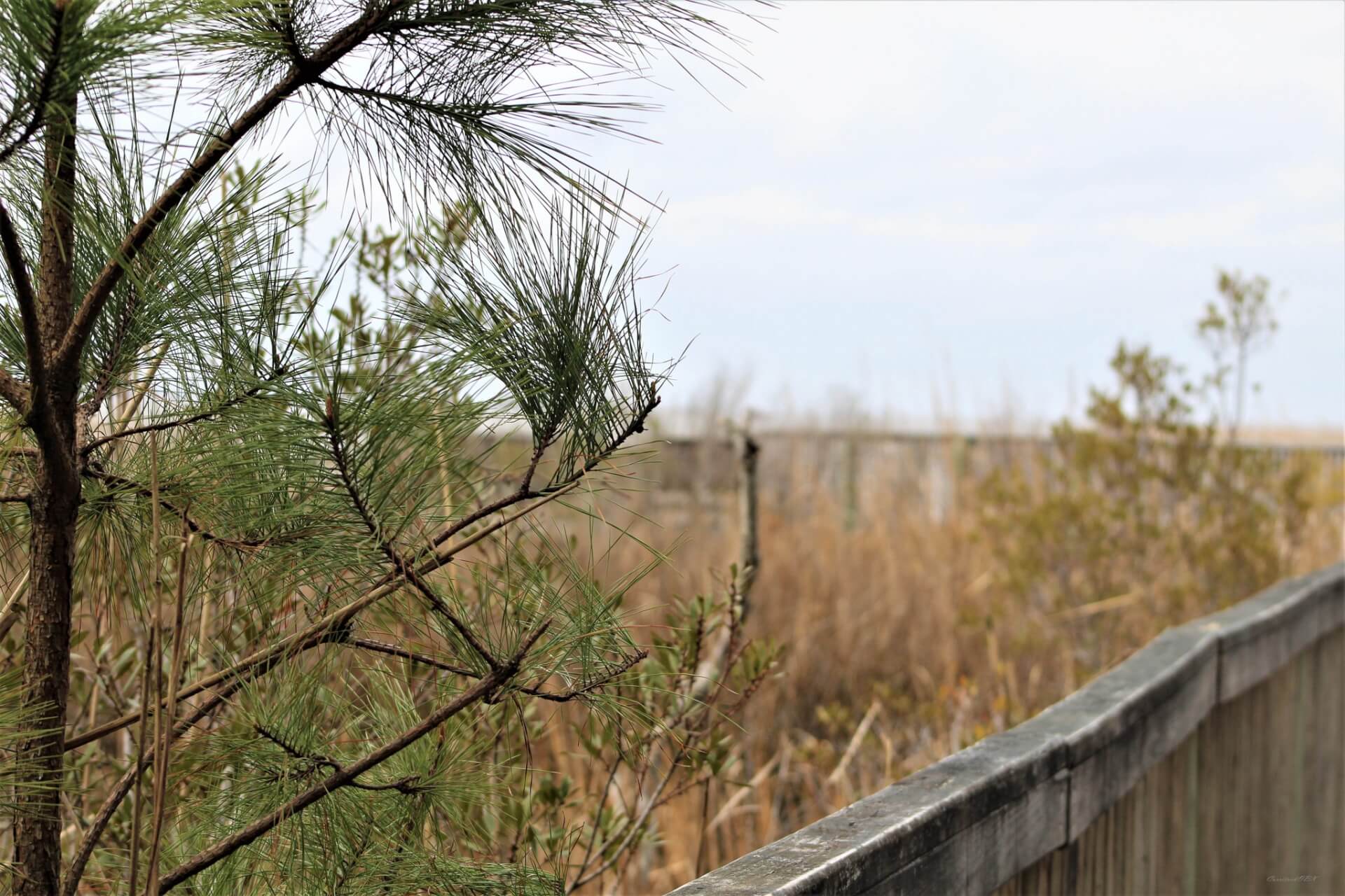 Hello Spring: Nature Awaits in the Northern OBX