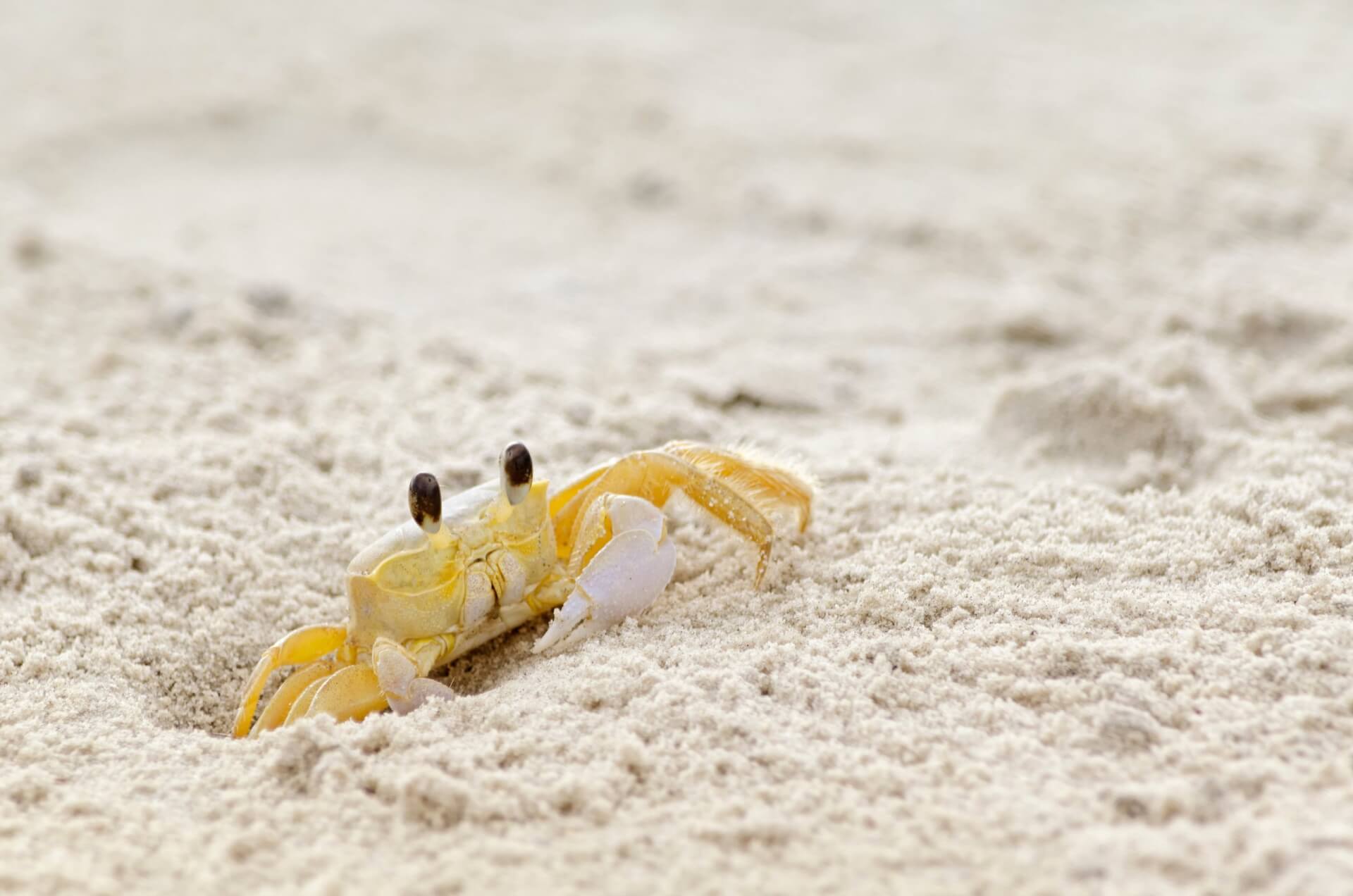 Ghost Crabbing on the Outer Banks: It’s scary fun!