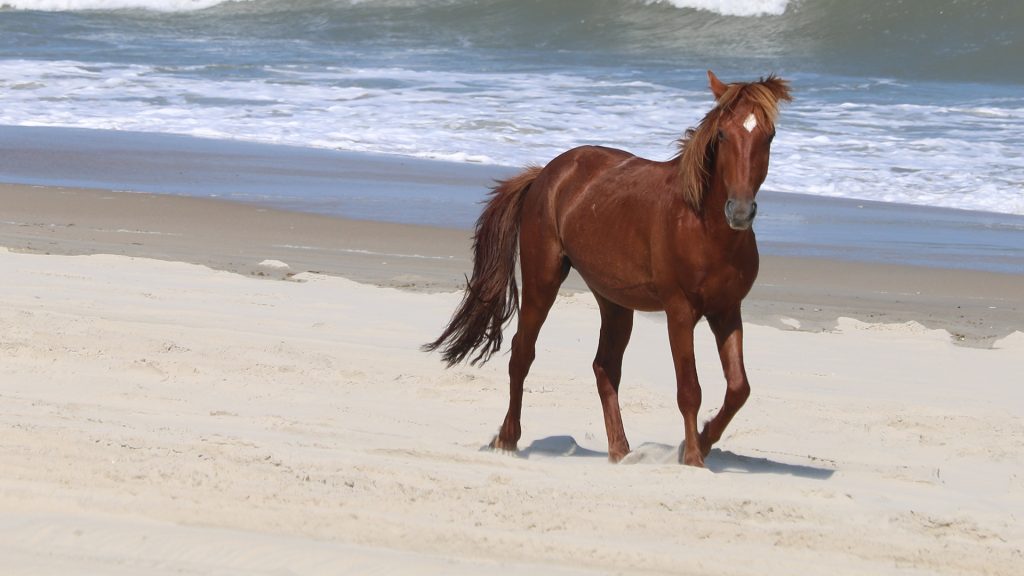 North Carolina's State Horse