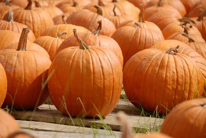 From Pumpkins to Peanuts: Fall Farm Stand Adventures