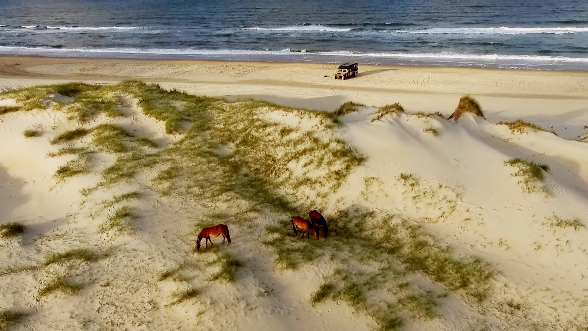 Wild Horses of Currituck
