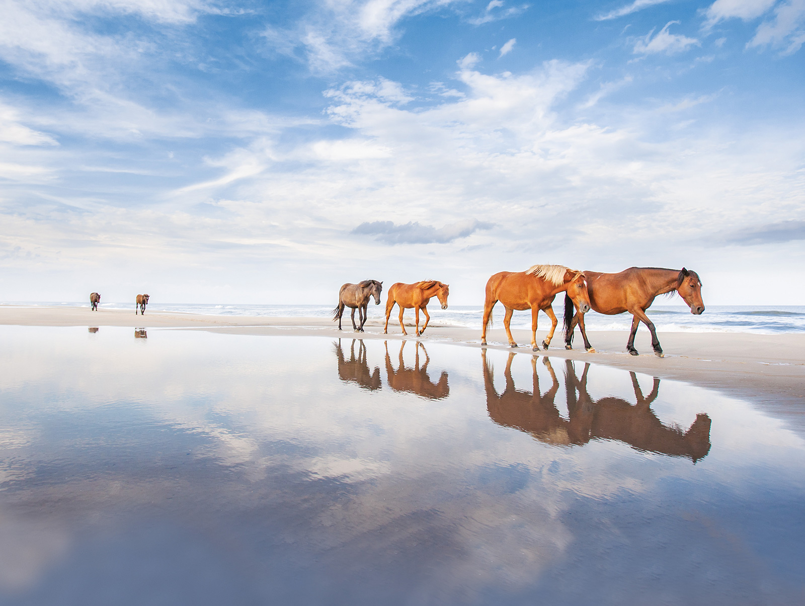 Wild horses on Corolla beach in Northern Outer Banks